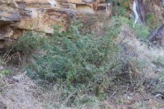 Correa glabra leucoclada