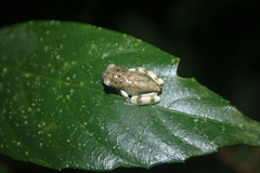 Trachycephalus resinifictrix