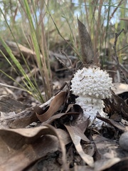 Amanita pyramidifera