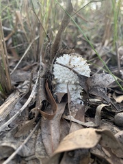Amanita pyramidifera