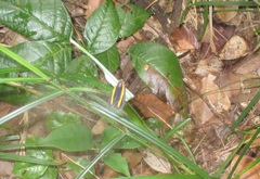 Lepidoptera