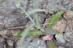 Streptanthus glandulosus glandulosus