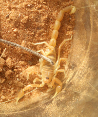 Parabuthus kuanyamarum