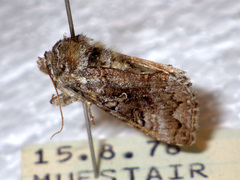 Syngrapha interrogationis