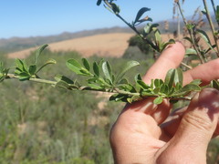 Psoralea spicata