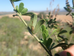 Psoralea spicata