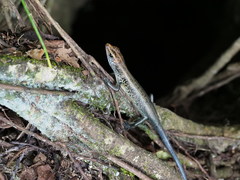 Emoia caeruleocauda