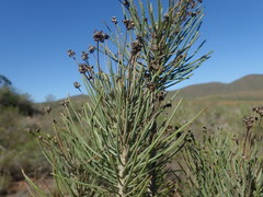 Euryops tenuissimus