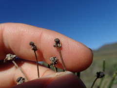 Euryops tenuissimus