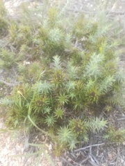 Oedera capensis