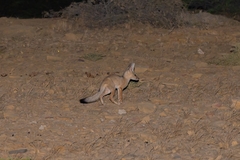 Vulpes bengalensis