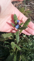 Anchusa arvensis orientalis