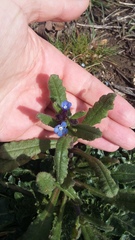 Anchusa arvensis orientalis