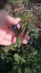Anchusa arvensis orientalis
