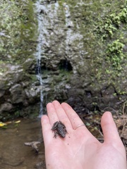 Glandirana rugosa
