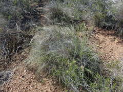 Pentameris eriostoma