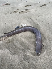 Conger marginatus