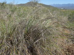 Pentameris eriostoma