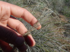 Pentameris eriostoma