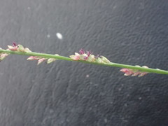 Setaria brownii