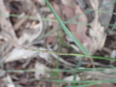 Setaria brownii