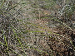 Pentameris eriostoma