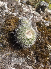 Echinofossulocactus zacatecasensis