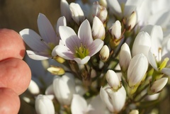 Gentianella corymbifera