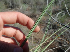 Pentameris eriostoma