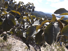 Quercus jonesii