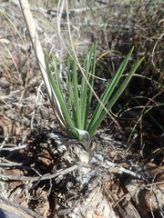 Albuca glandulosa