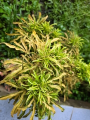 Melicope denhamii