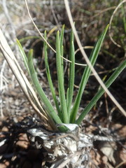 Albuca glandulosa