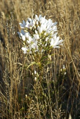 Gentianella corymbifera
