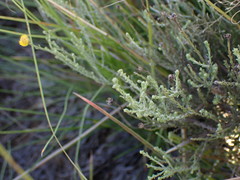 Pentzia globosa