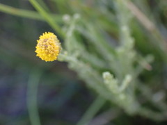 Pentzia globosa