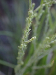 Pentzia globosa