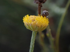 Pentzia globosa