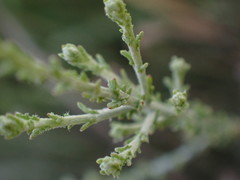 Pentzia globosa