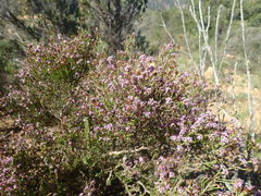 Stoebe rugulosa