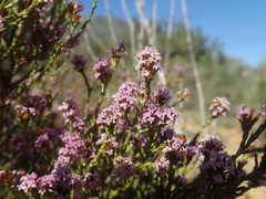 Stoebe rugulosa