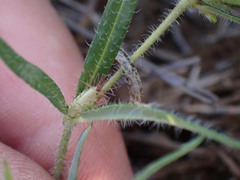 Blepharis integrifolia