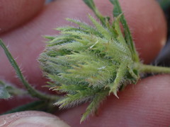 Blepharis integrifolia