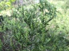 Maireana microphylla