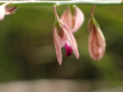 Polygala hottentotta