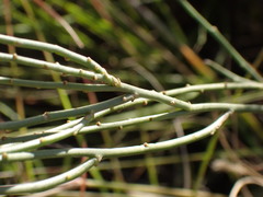 Polygala hottentotta