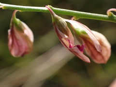 Polygala hottentotta