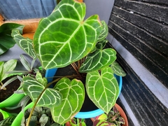 Anthurium crystallinum