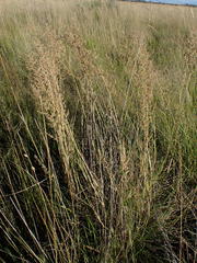 Eragrostis gummiflua