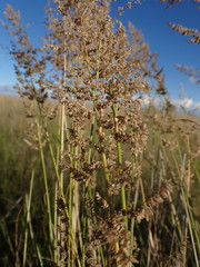 Eragrostis gummiflua